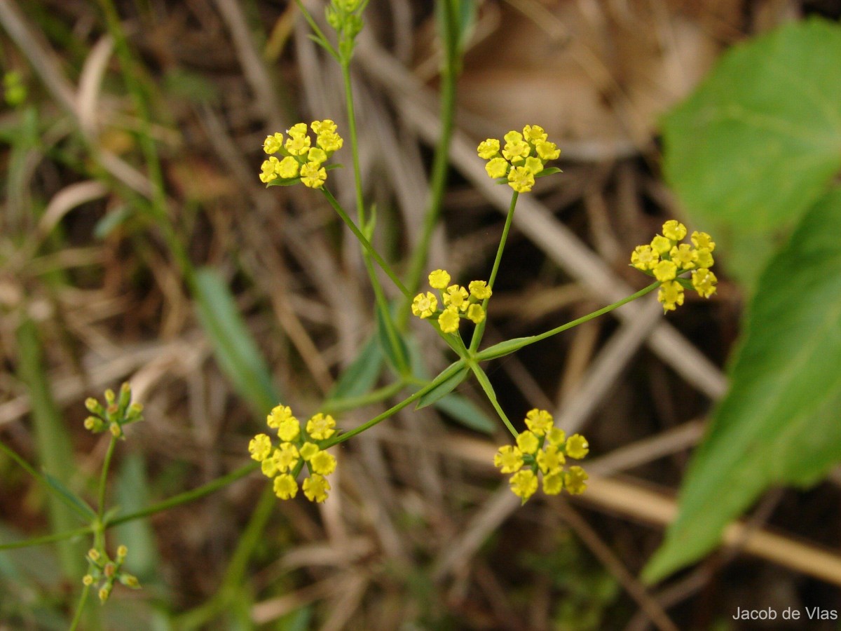 Bupleurum ramosissimum Wight & Arn.